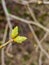 Early spring, buds swelled and spreads first leaves of fruit tree. Spring agricultural work is begins.Fresh green