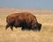 Early spring bull buffalo