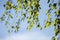 Early spring with closeup of fresh green leaves of birch tree branches in spring sunlight on blue sky background