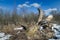 Early spring comes. old dry tree trunk in a dry swamp under a blue March sky