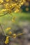 The early spring Cornelian cherry dogwood flower