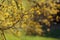 The early spring Cornelian cherry dogwood flower