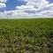 Early spring cornfield