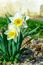 Early spring daffodil flower, attractive decorative plant