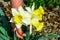 Early spring daffodil flower, attractive decorative plant
