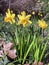 Early spring daffodils in Garden surroundings