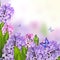 Early spring delicate floral background with hyacinth flowers an