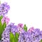 Early spring delicate floral background with lilac and pink hyacinth flowers