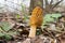 Early spring. Edible mushroom morel ordinary close-up.