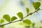 Early spring and first fresh green leaves of alder tree branch in sunlight