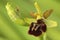 Early spring flower. Early Spider Orchid, Ophrys sphegodes, flowering European terrestrial wild orchid, nature habitat, detail of