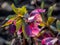 Early spring flower Purple hellebore. Beautiful macro shot