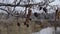 Early spring, flowering alder with catkins, small river and forest in the background. Selective focus. The end of winter and the a