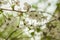 Early spring flowering cherry. Beautiful white flowers.