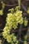 Early spring flowers of Corylopsis spicata, in close up