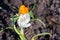 Early spring flowers. Crocus, plural of crocuses on a makeshift flower bed in the garden.