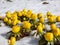 Early spring flowers - cultivar of Winter aconite (Eranthis tubergenii) \\\'Guinea Gold\\\' surrounded and covered