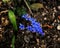 Early spring flowers Ficaria verna, blue-violet mountain flowers