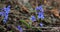 Early spring flowers Ficaria verna, blue-violet mountain flowers