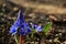 Early spring flowers Ficaria verna, blue-violet mountain flowers