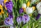 Early spring flowers â€“ colorful crocus.