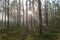 Early Spring. Foggy morning in a pine forest.