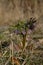 Early spring forest blooms hellebores, Helleborus purpurascens