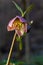 Early spring forest blooms hellebores, Helleborus purpurascens. Purple wildflower in nature. Hellebore macro details