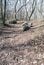 Early spring forest with hiking trail, stones and clear sky in Palava mountains in South Moravia