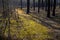 Early spring forest undergrowth on sandy dunes of natural landscape protected area of Mazovian Landscape Park in Mazovia