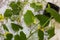 Early spring in the garden, seedlings of cucumbers in pots