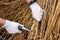 Early spring garden work. Cutting the remains of last year`s plants with a pruner. Pruning of last year`s ornamental grasses of