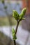 Early spring in the garden  young leaflets bloom on tree branches