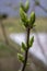 Early spring in the garden, young leaflets bloom on tree branches