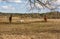 Early spring. Grazing on Pacbase emaciated during winter horses.