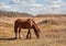 Early spring. Grazing on Pacbase emaciated during winter horses.