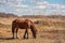 Early spring. Grazing on Pacbase emaciated during winter horses.