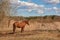 Early spring. Grazing on Pacbase emaciated during winter horses.