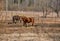 Early spring. Grazing on Pacbase emaciated during winter horses.