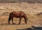 Early spring. Grazing on Pacbase emaciated during winter horses.