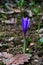 Early spring half developed blue crocus flower growing from fertile ground