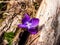 Early spring harbingers - dark purple flowers sweet violet or wood violet Viola odorata