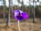 Early spring harbingers - dark purple flowers sweet violet or wood violet Viola odorata