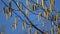 Early spring hazel catkins on sky background