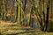 Early spring landscape of European forest and water ponds in Konstancin-Jeziorna Springs Park - Park Zdrojowy w Konstancinie