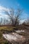 Early spring landscape. Leafless tree and frozen puddle