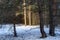 Early spring landscape of the snow in the pine forest. Landscape in the Russia