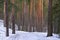Early spring landscape of the snow in the pine forest. Landscape in the Russia