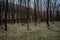 Early spring leafless hornbeam trees forest