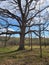 Early Spring lone tree, Barton Nature Area, Ann Arbor,  Michigan